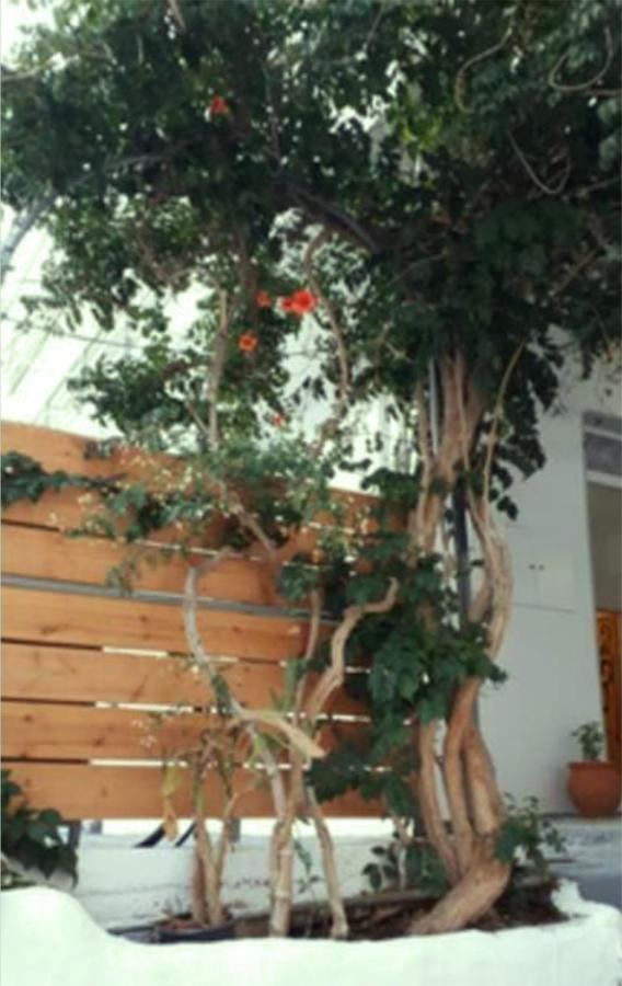 Despina Garden View Agia Galini Exterior foto